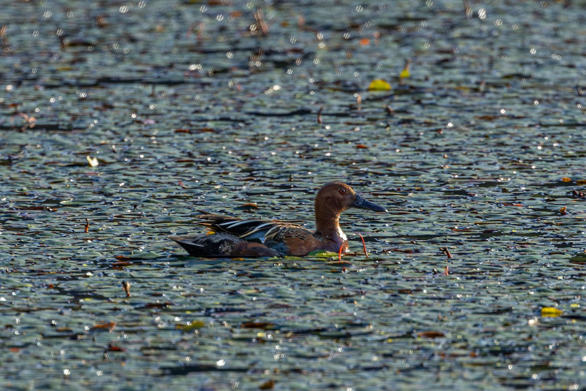 Cerceta Colorada - ML646627096