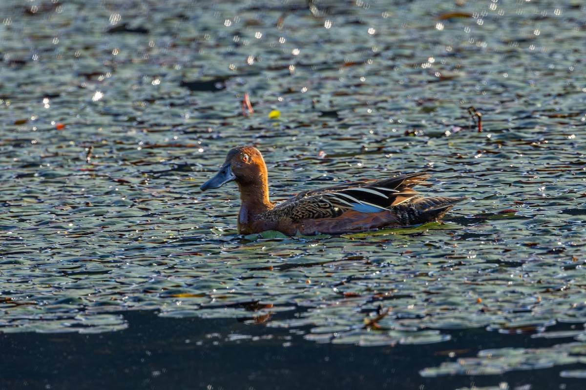 Cerceta Colorada - ML646627097