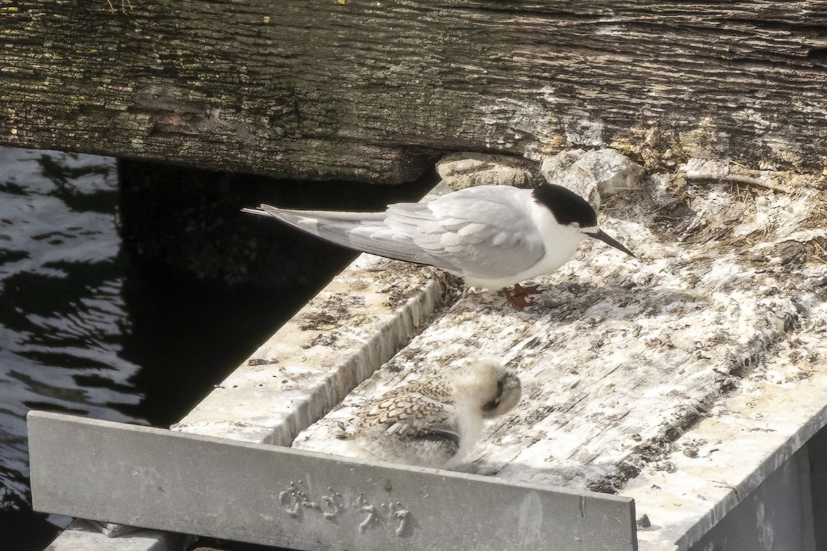 rybák běločelý - ML646627126