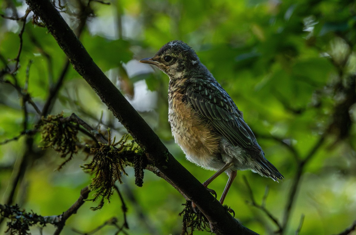 Zorzal Americano - ML646627129