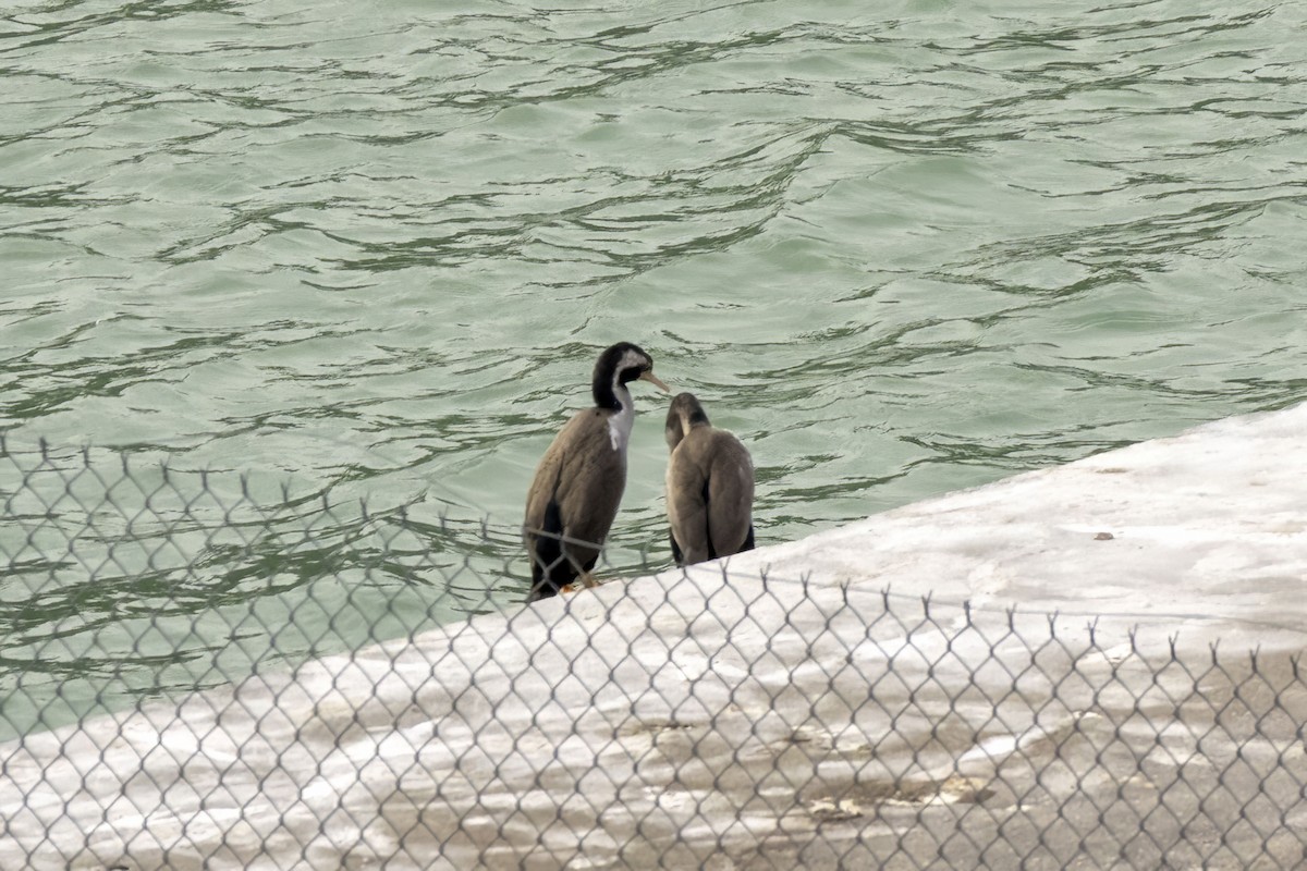 kormorán novozélandský - ML646627130