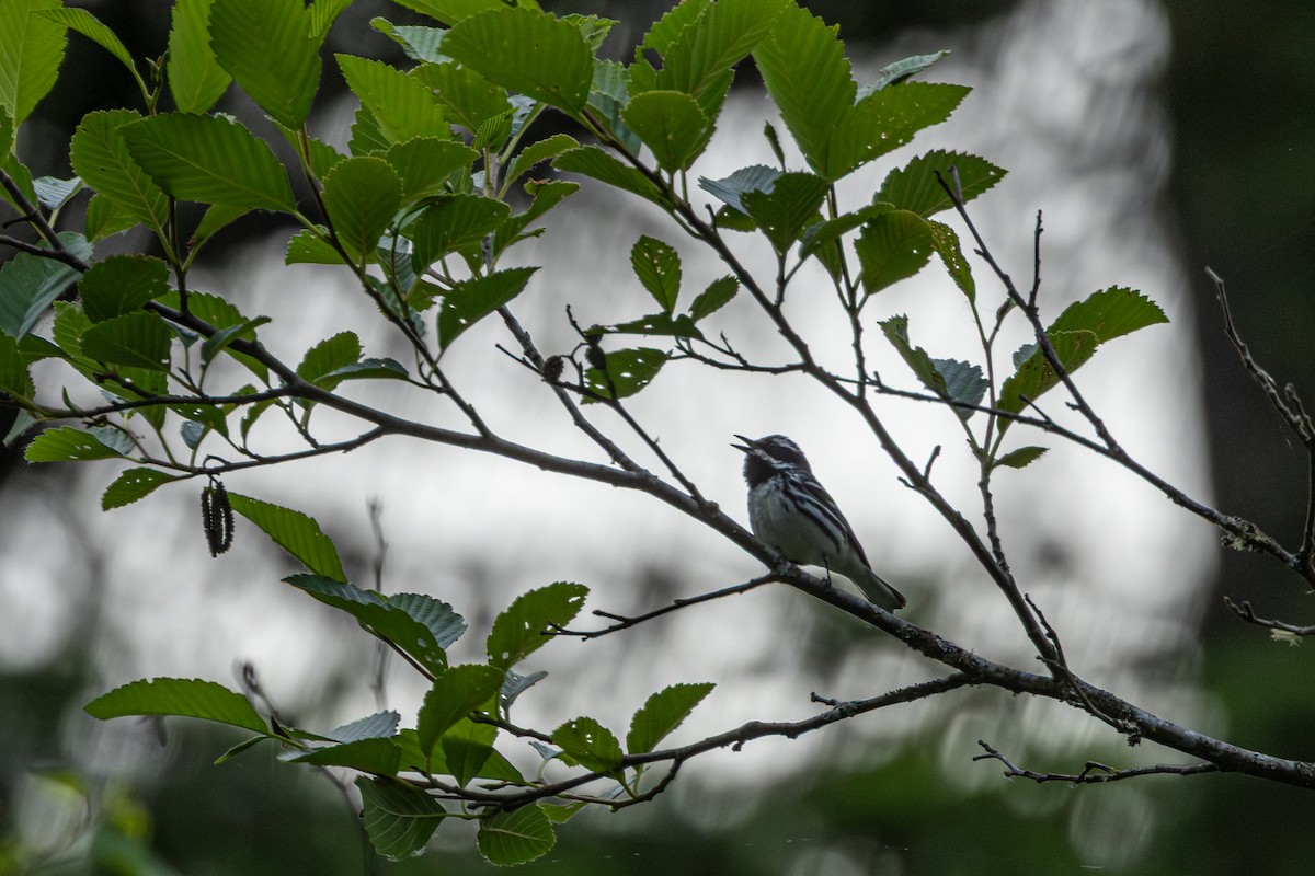 Reinita Gris - ML646627133