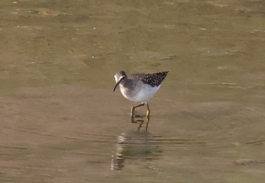 vodouš bahenní - ML646627136