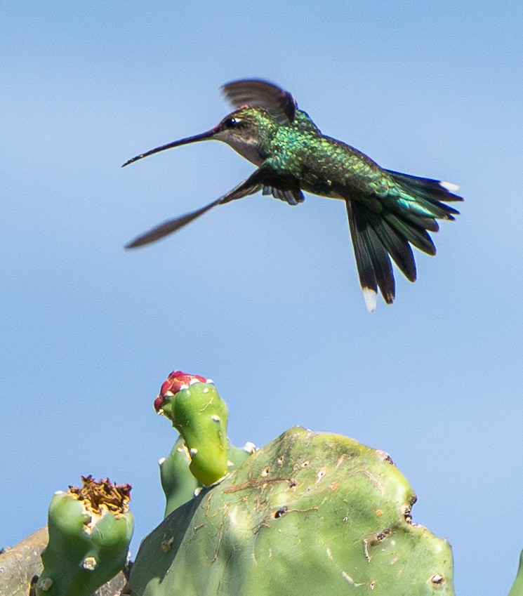 Mavi Sakallı Yıldızlıgerdan - ML646627137