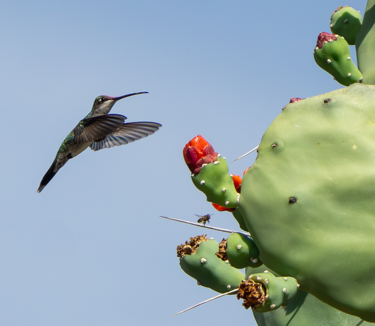 Mavi Sakallı Yıldızlıgerdan - ML646627138