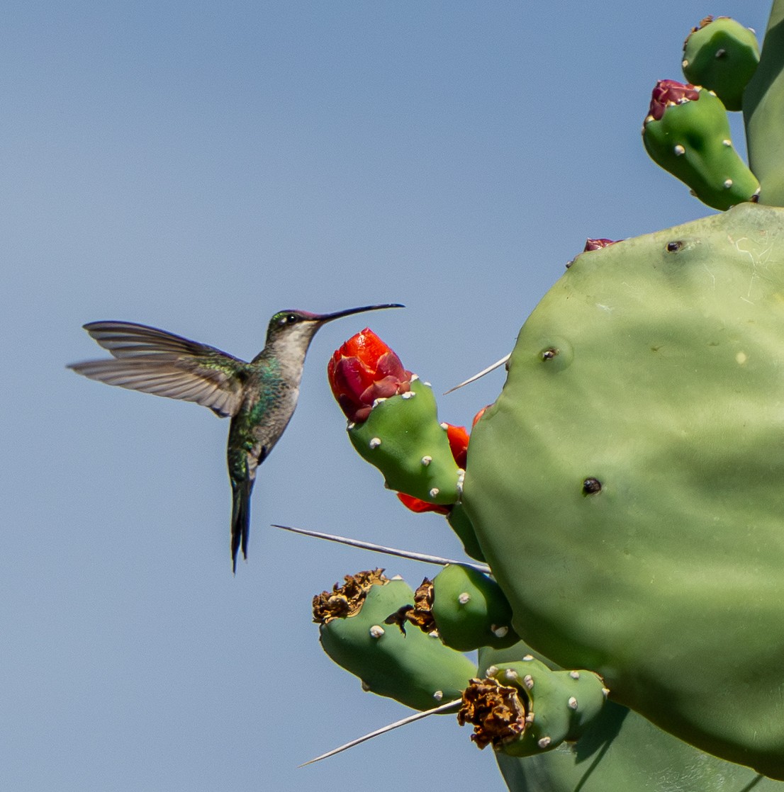 Mavi Sakallı Yıldızlıgerdan - ML646627139