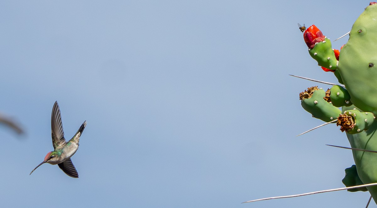 Mavi Sakallı Yıldızlıgerdan - ML646627140