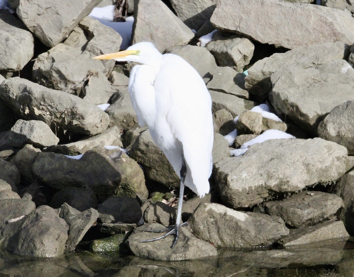 Great Egret - ML646627146
