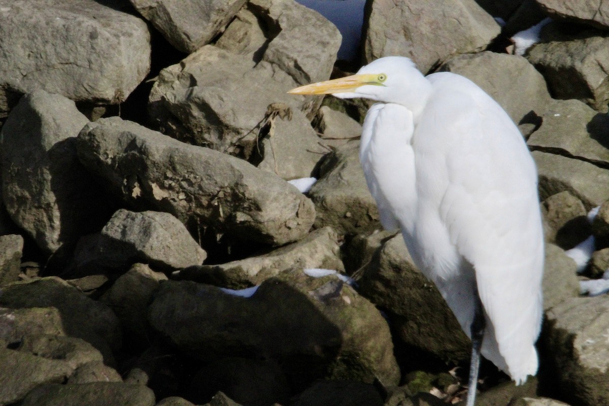 Great Egret - ML646627147