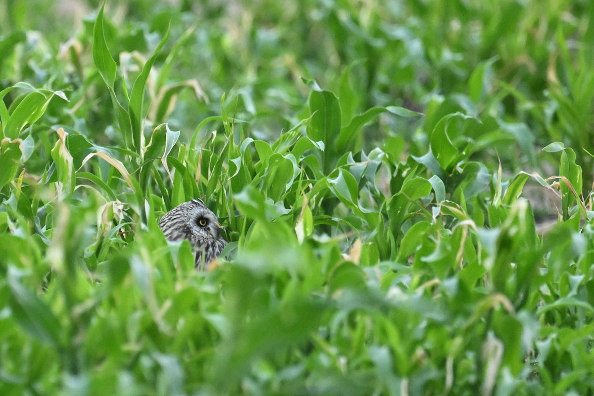 コミミズク - ML646627148