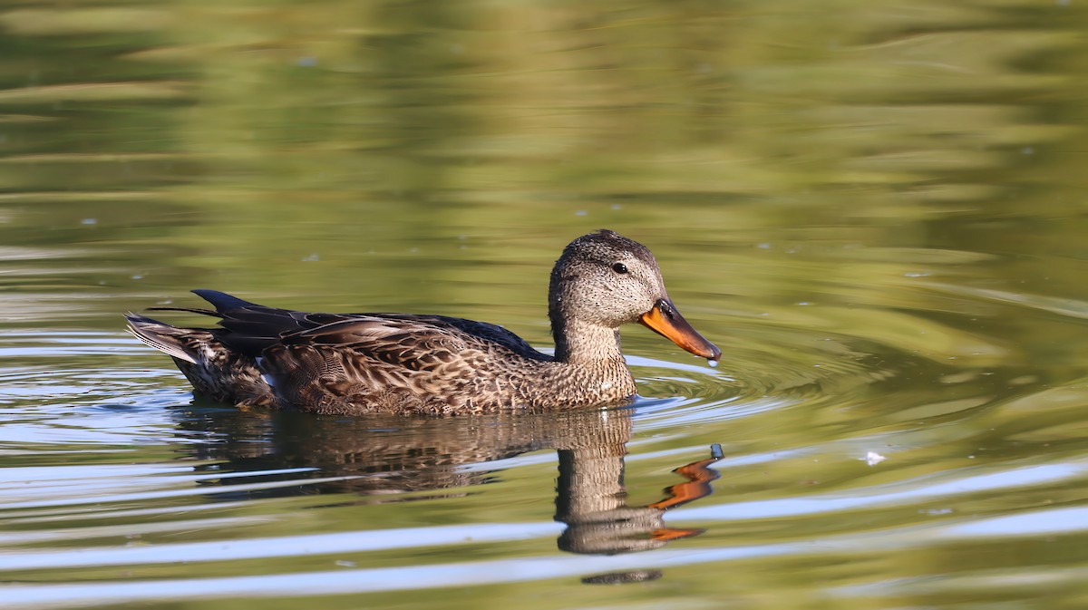 オカヨシガモ - ML646627152