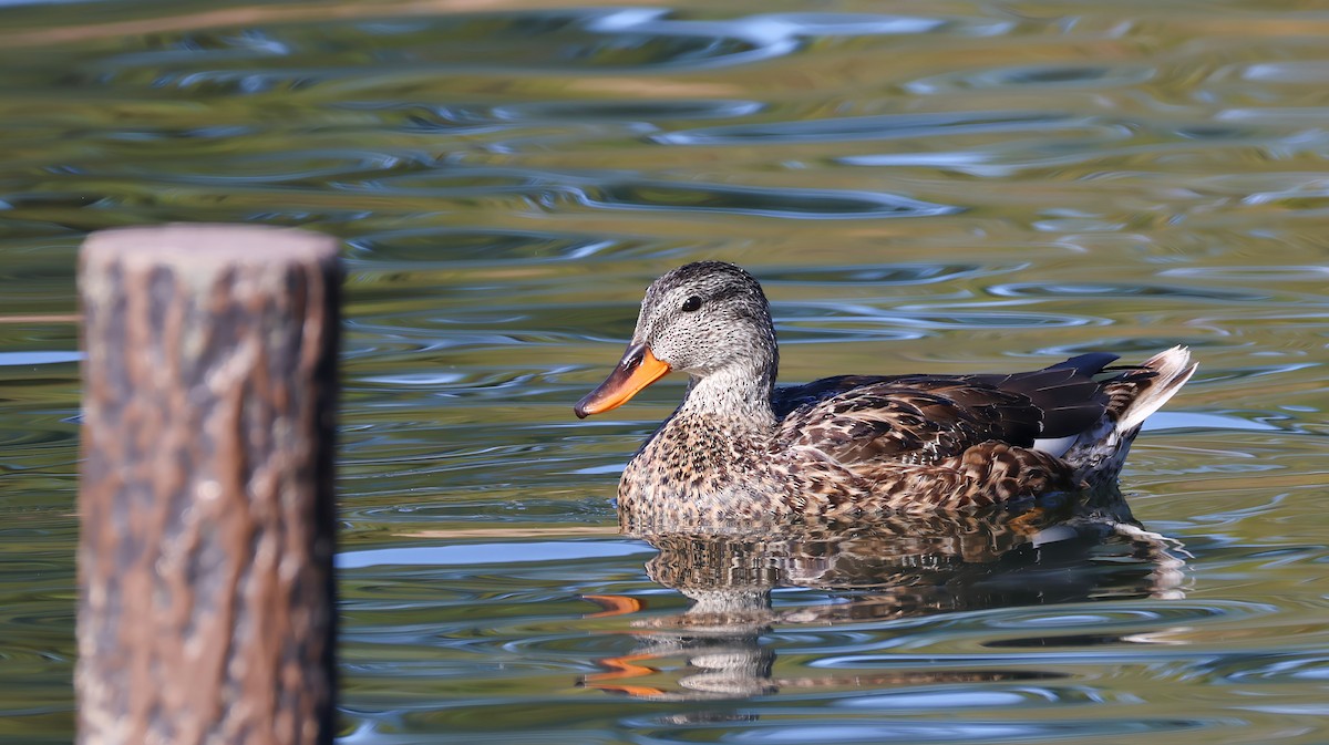 オカヨシガモ - ML646627153