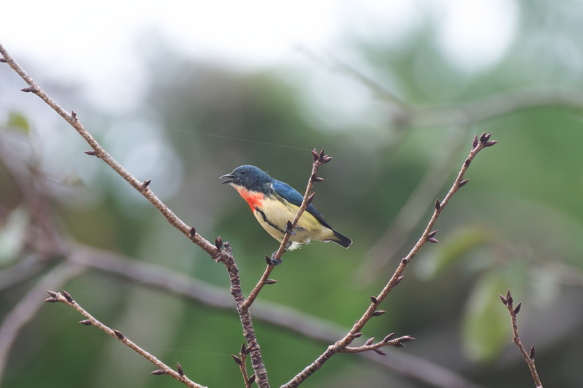 Fire-breasted Flowerpecker (Taiwan) - ML646627154