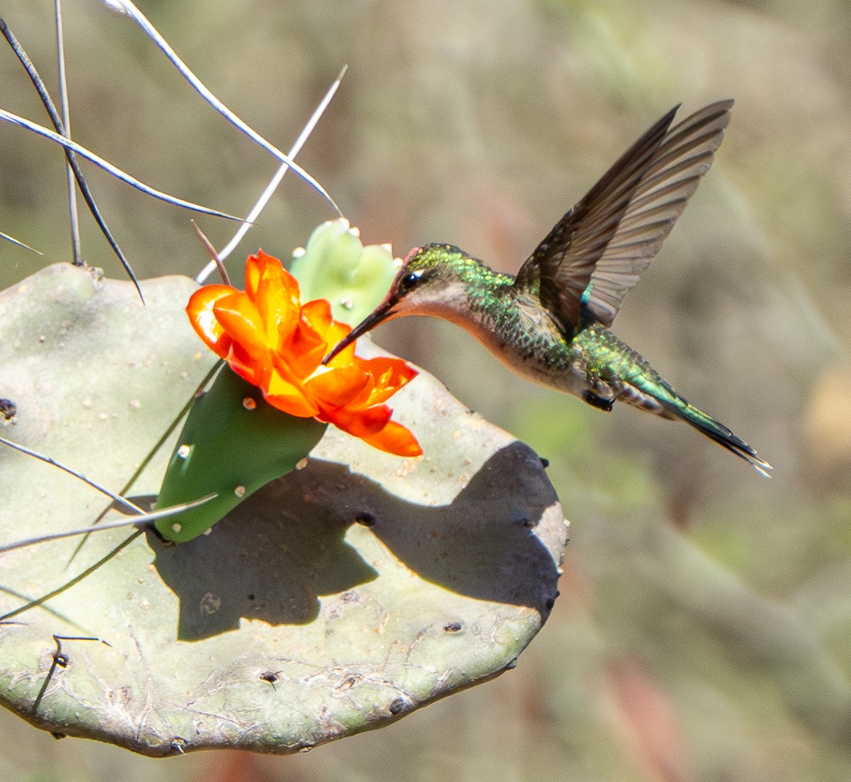 ノドフサハチドリ - ML646627155