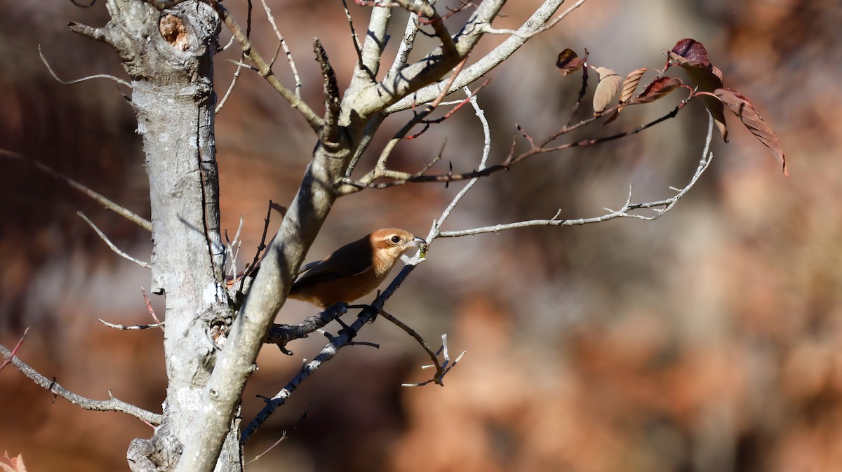 モズ - ML646627157