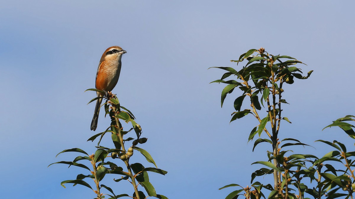 モズ - ML646627159