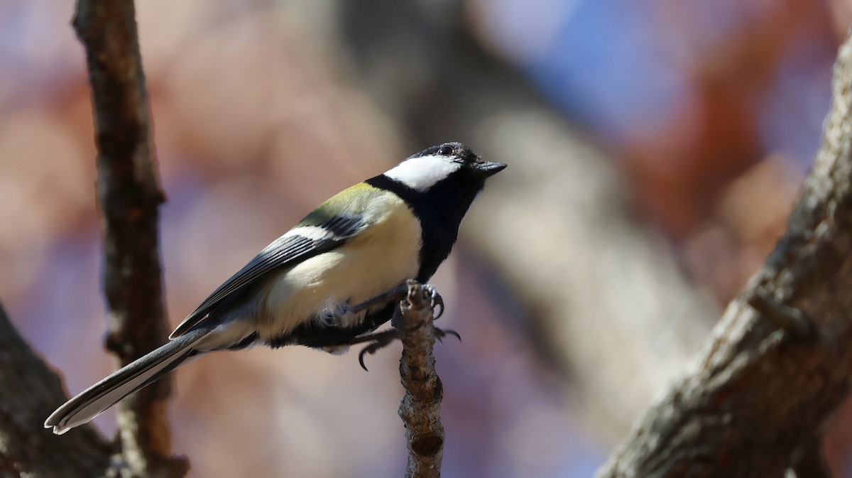 シジュウカラ - ML646627160