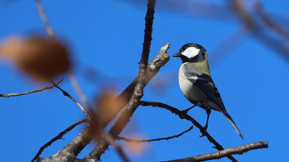 シジュウカラ - ML646627161