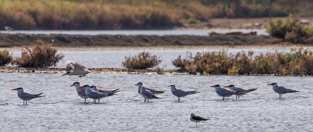 オニアジサシ - ML646627162