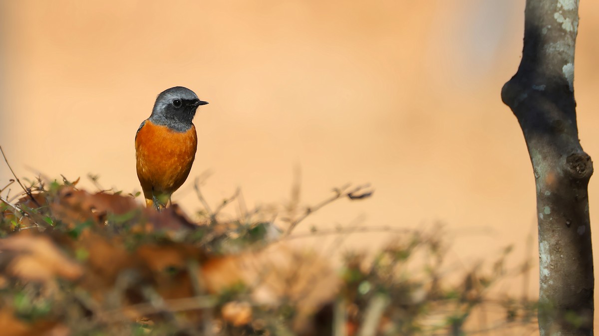 ジョウビタキ - ML646627163