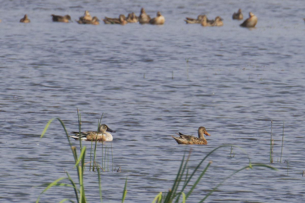 ハシビロガモ - ML646627164