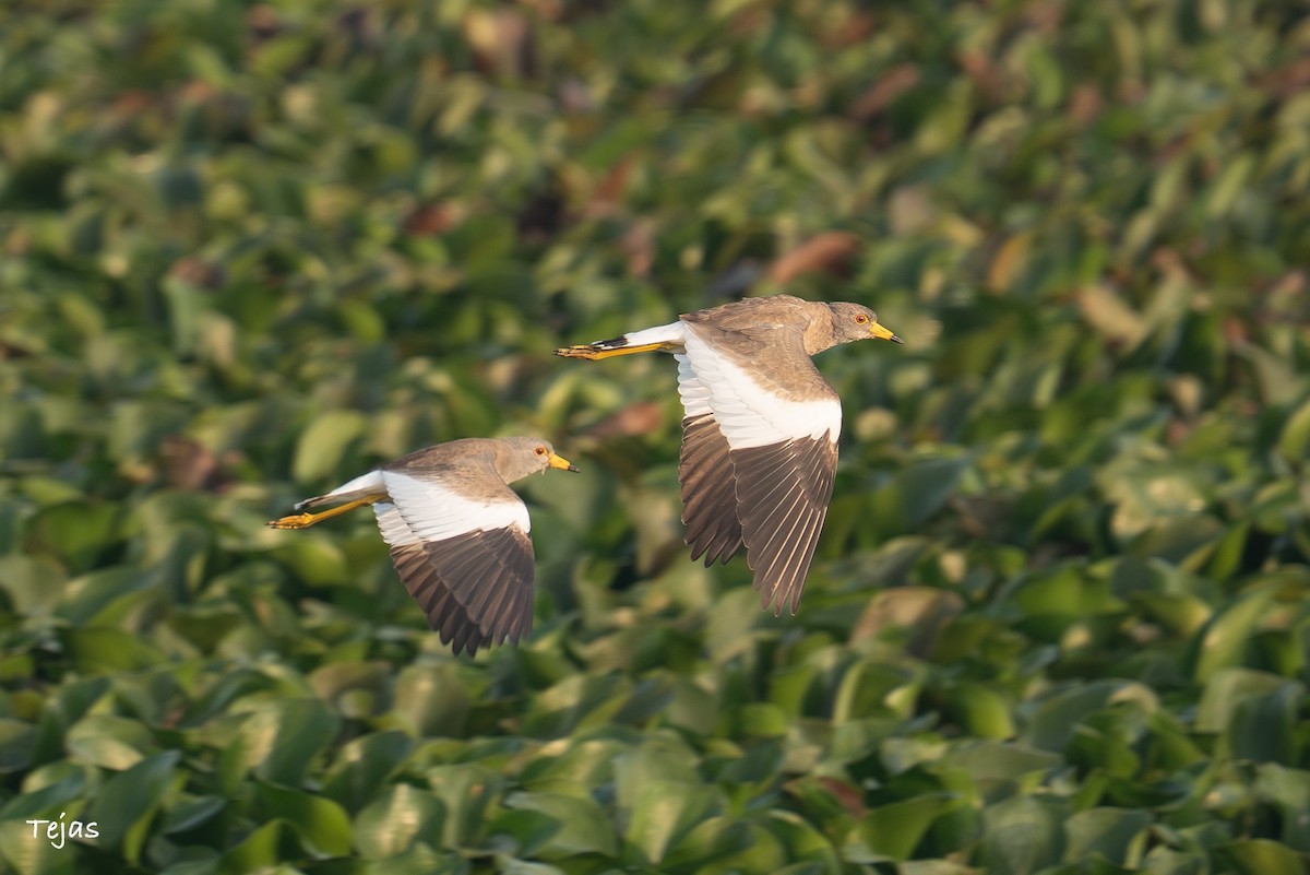 Чайка сіра - ML646627165