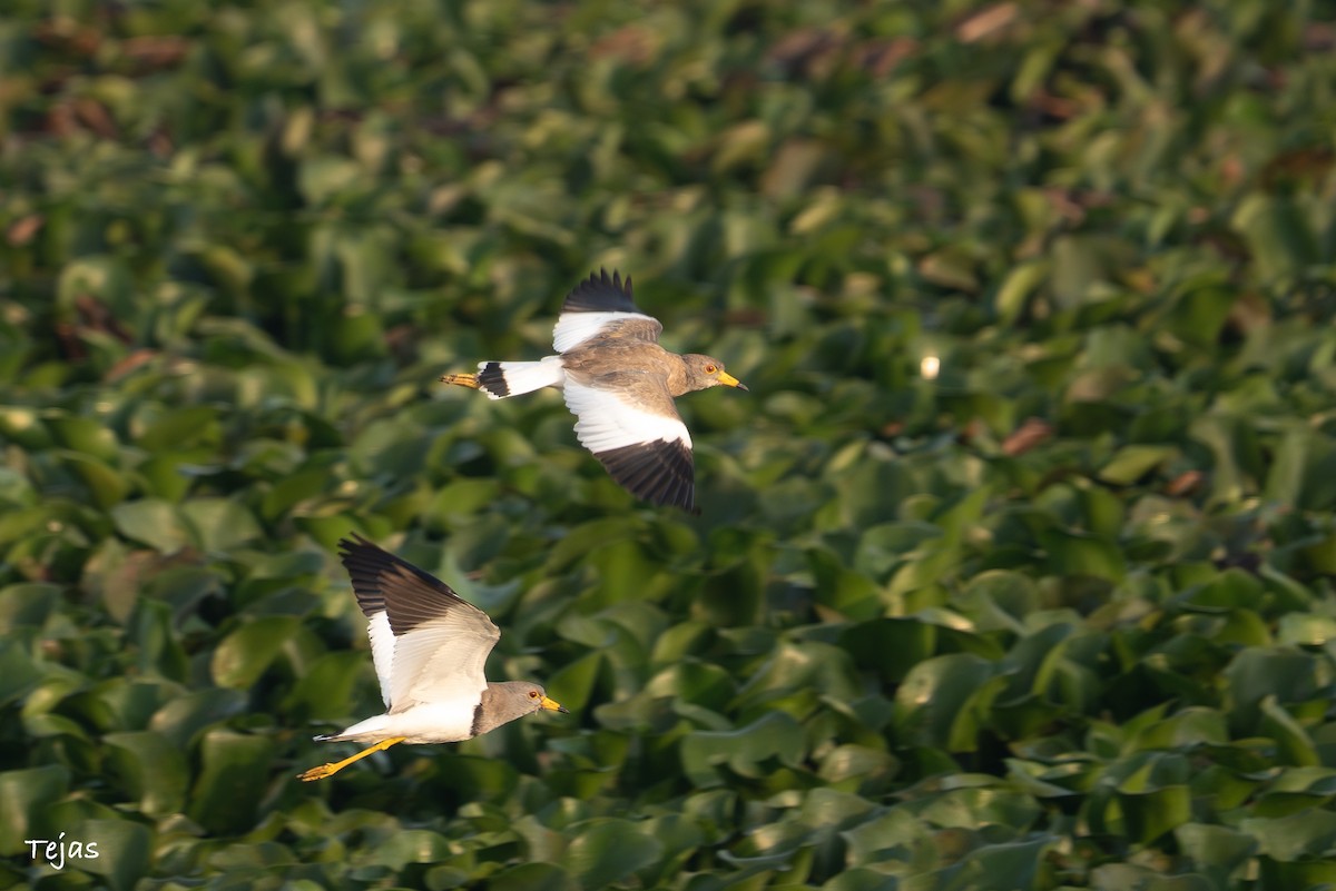 Чайка сіра - ML646627166