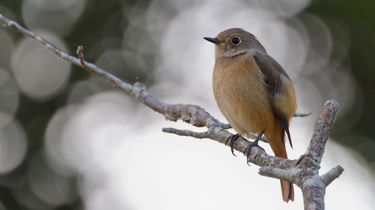 ジョウビタキ - ML646627167