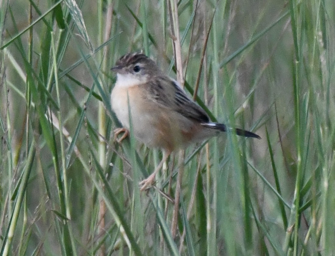 セッカ - ML646627168