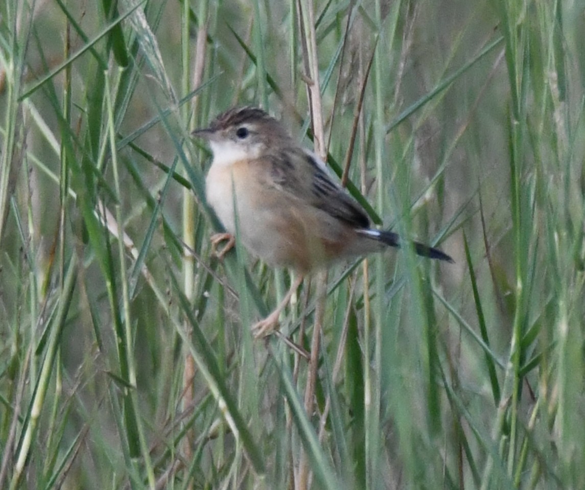 セッカ - ML646627171