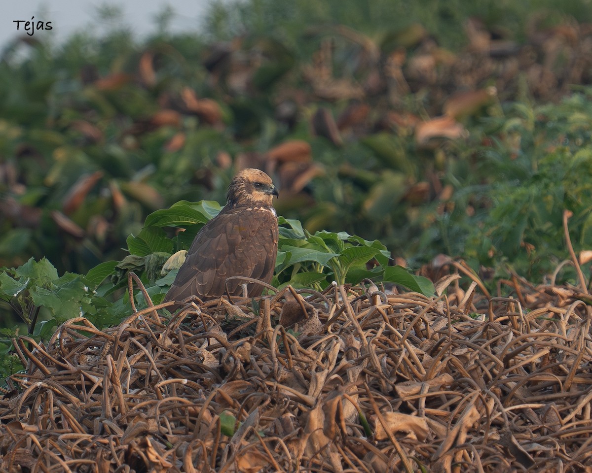 ヨーロッパチュウヒ - ML646627172