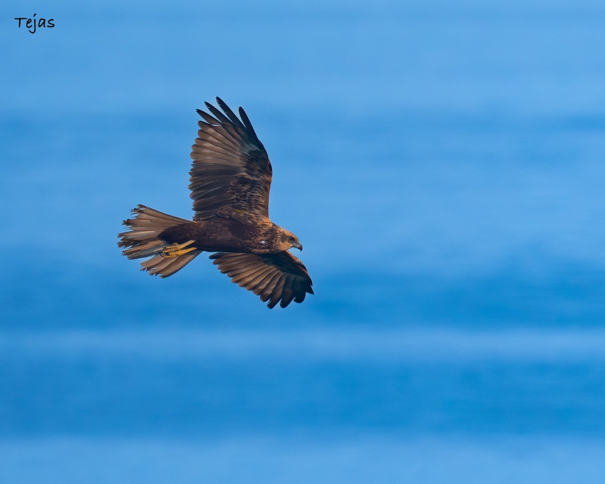 ヨーロッパチュウヒ - ML646627173