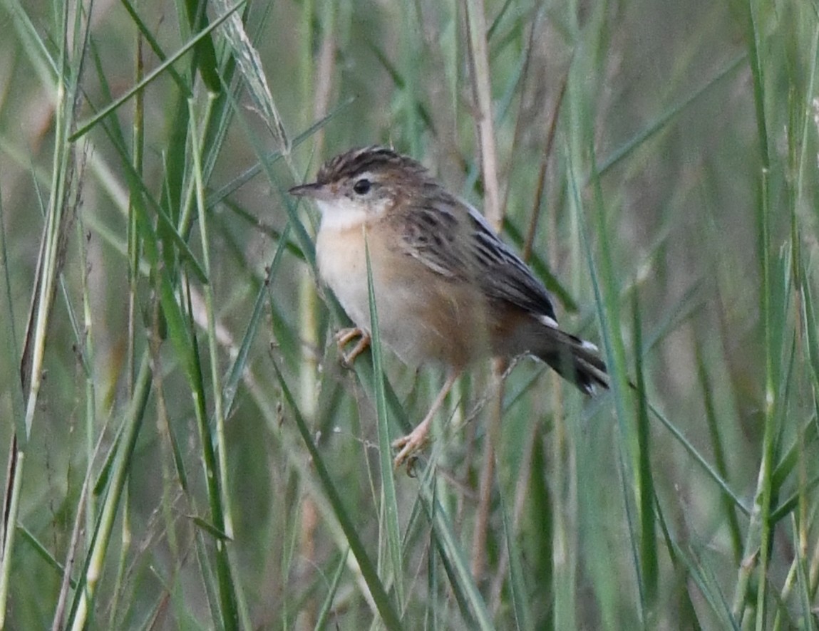 セッカ - ML646627174