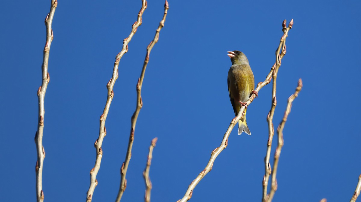 カワラヒワ - ML646627175