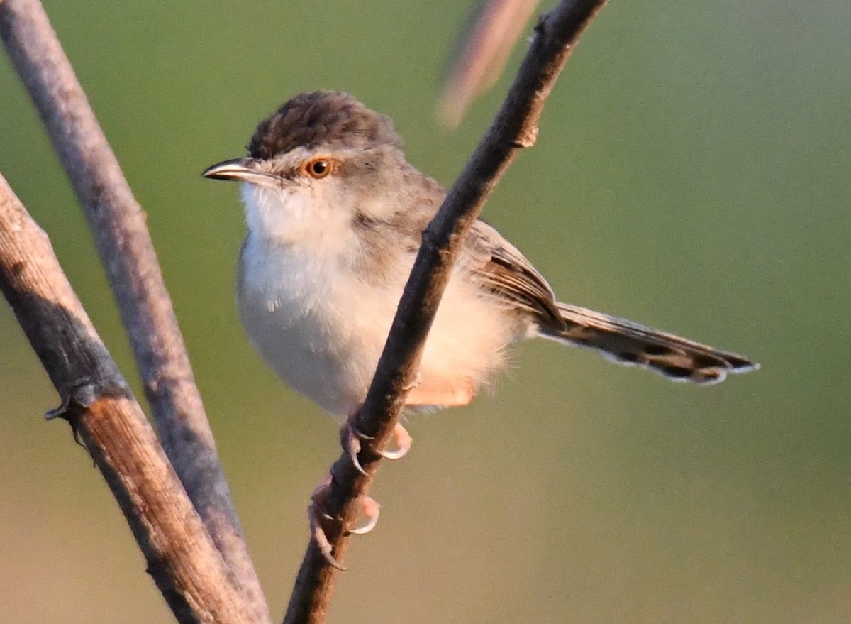 アジアマミハウチワドリ - ML646627176