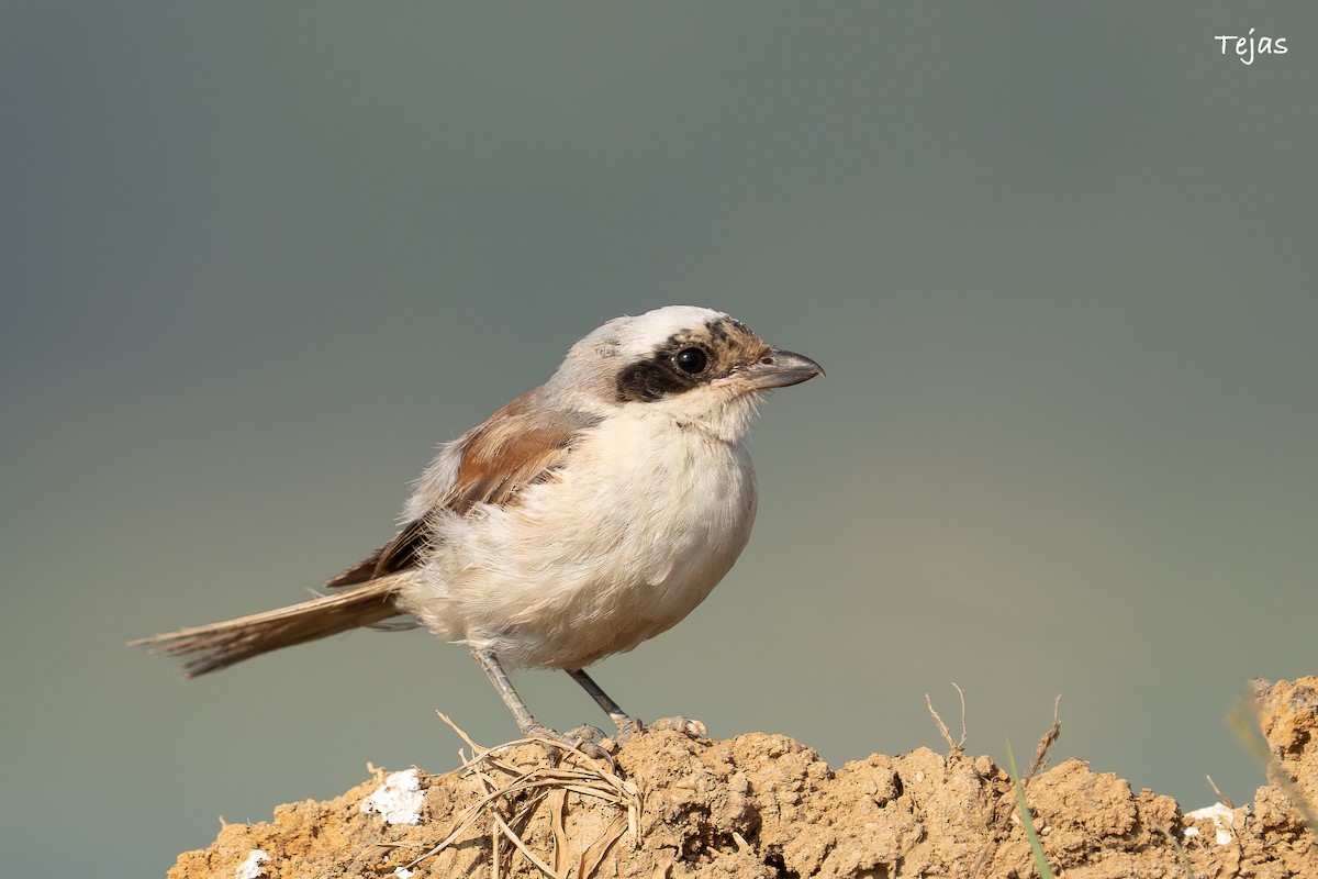 クロビタイセアカモズ - ML646627177