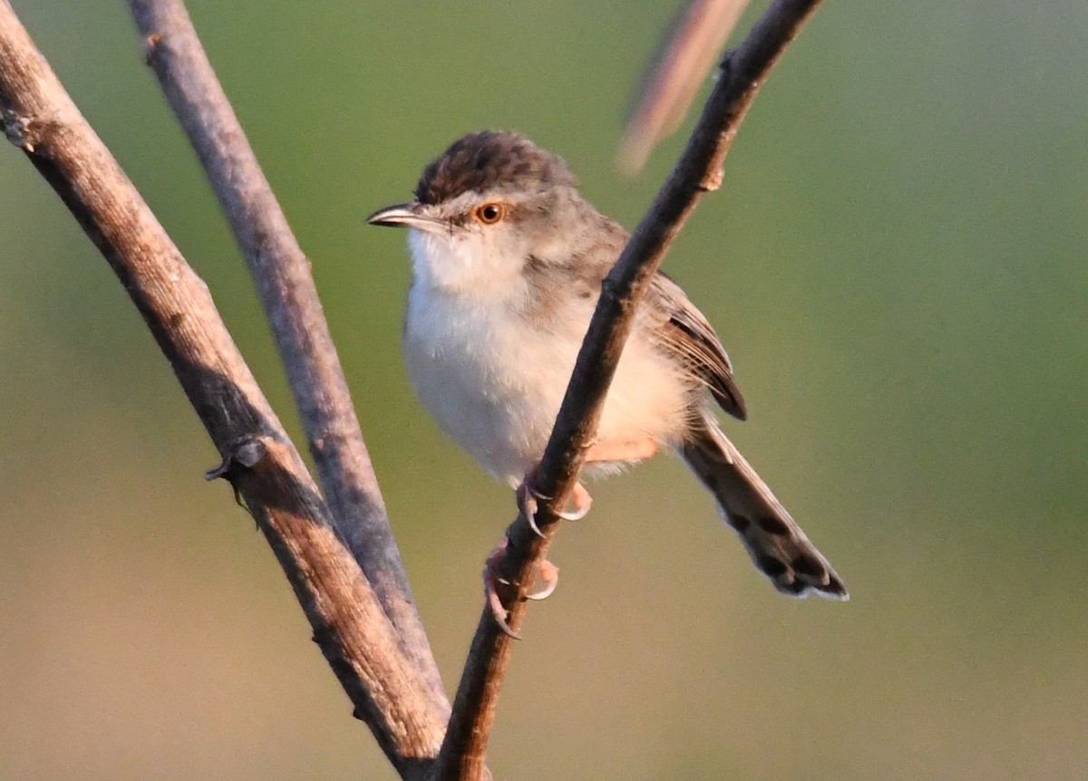 アジアマミハウチワドリ - ML646627178