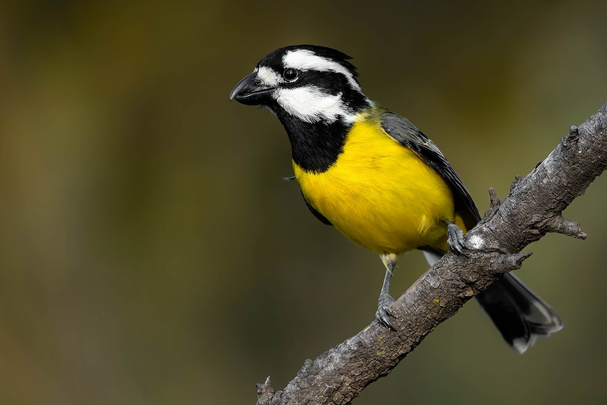 Eastern Shrike-tit - ML646627179