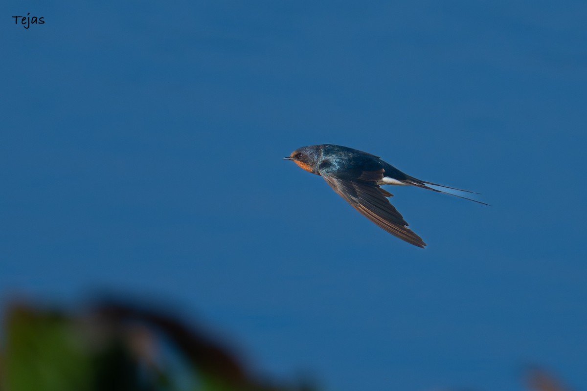 ツバメ - ML646627180