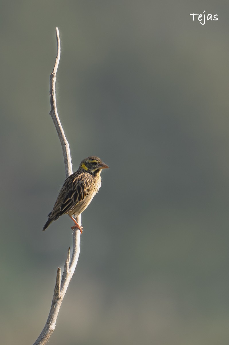 コウヨウジャク - ML646627183