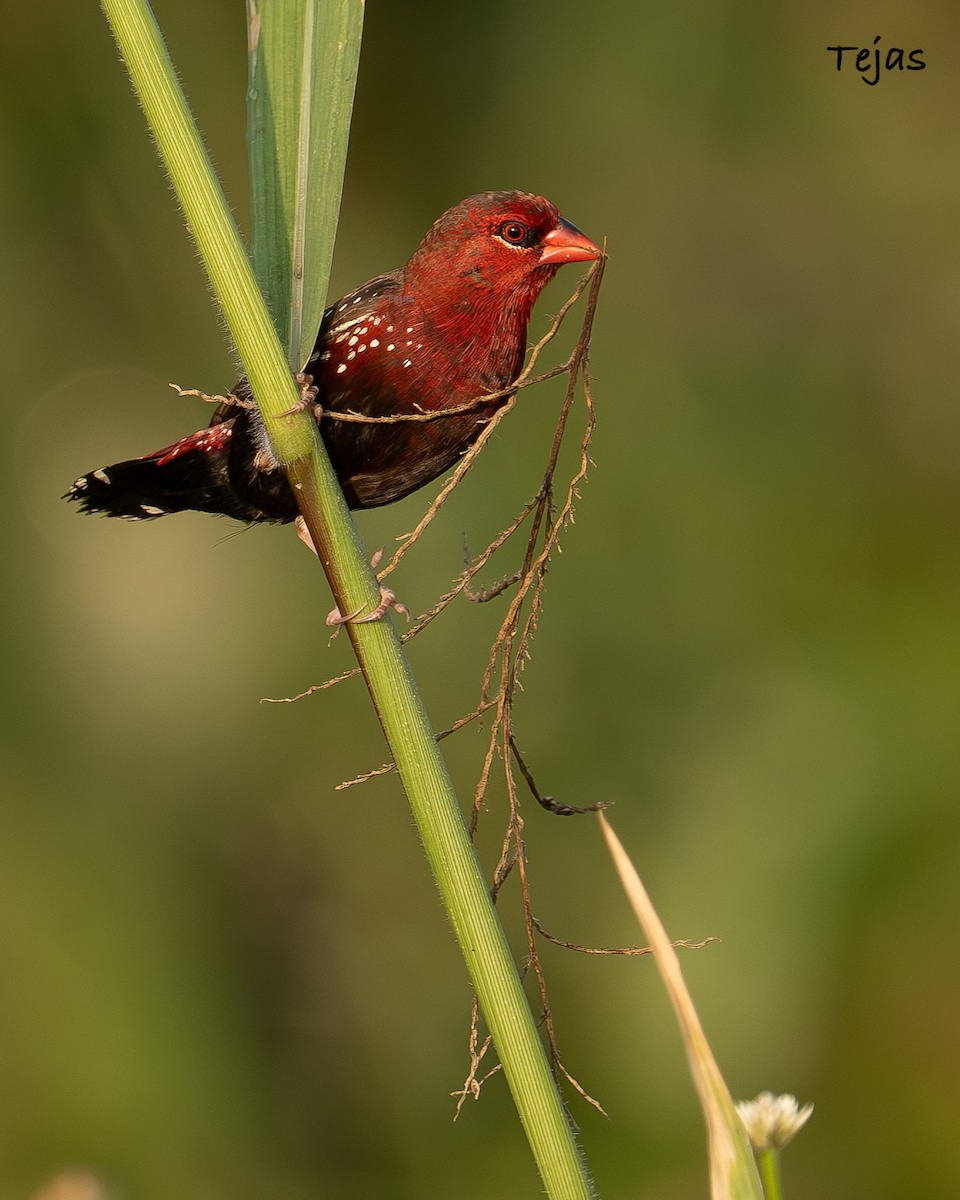 Red Avadavat - ML646627184