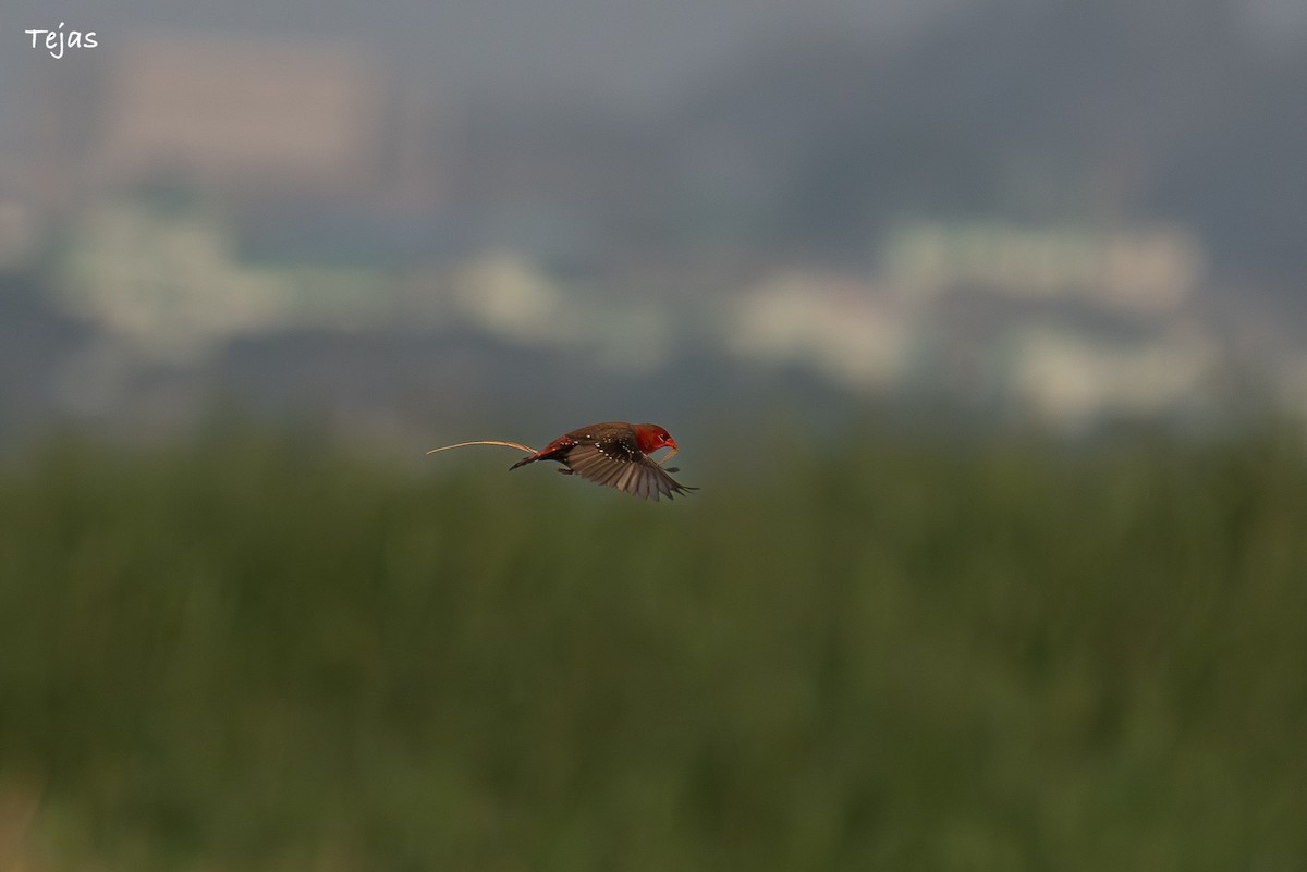 Red Avadavat - ML646627185