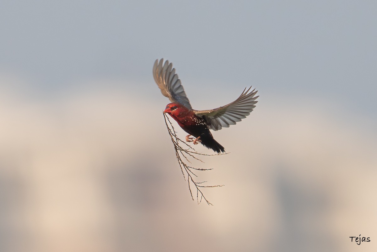 Red Avadavat - ML646627186