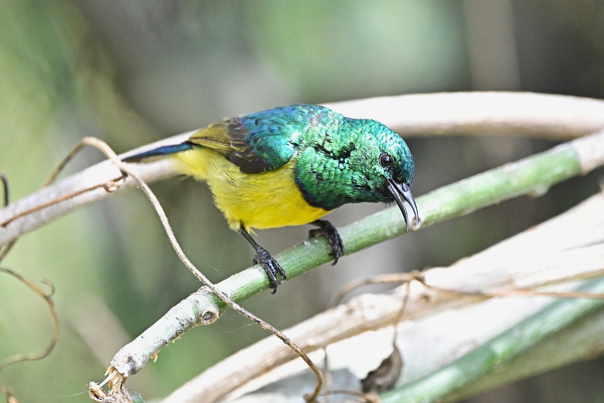 Souimanga à collier - ML646627187