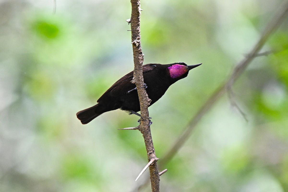 Amethyst Sunbird - ML646627189