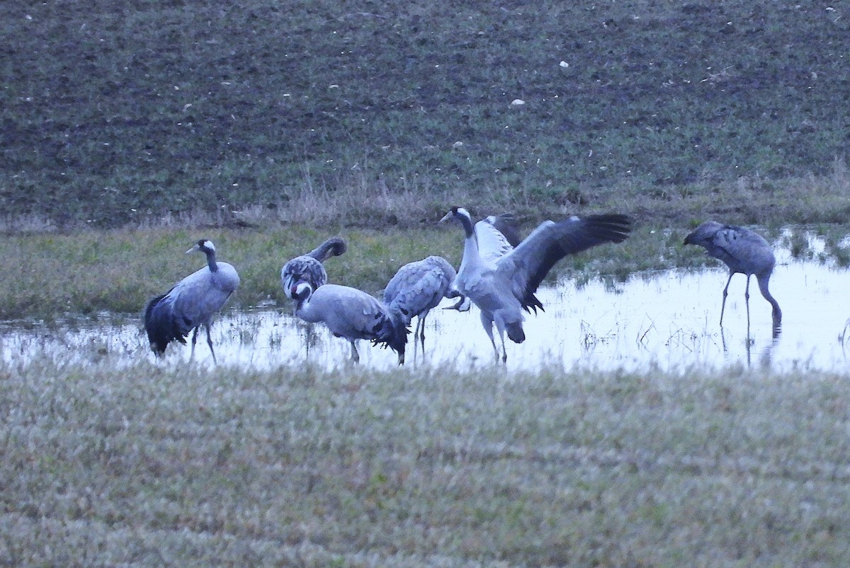 クロヅル - ML646627190