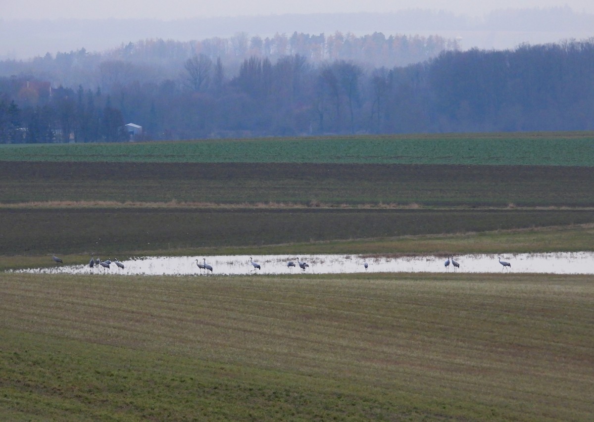 クロヅル - ML646627191