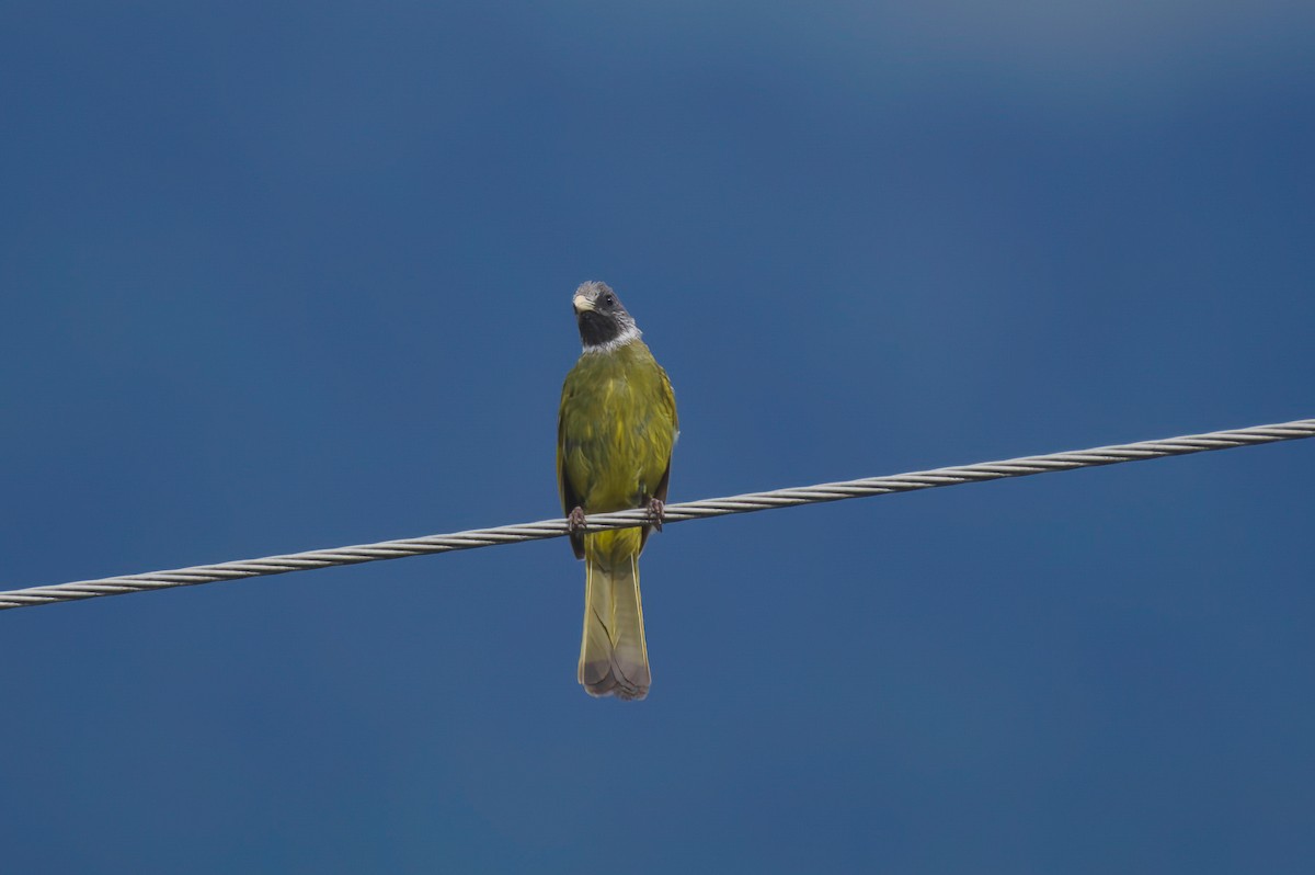 Collared Finchbill - ML646627192