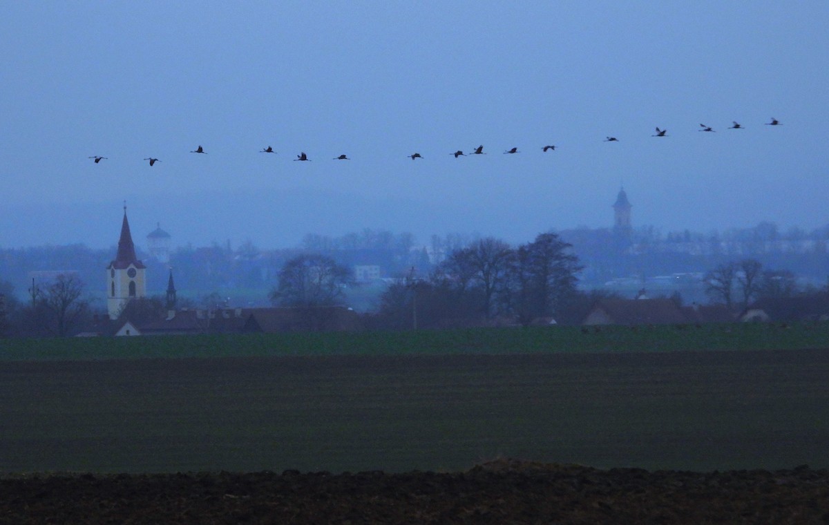 クロヅル - ML646627194