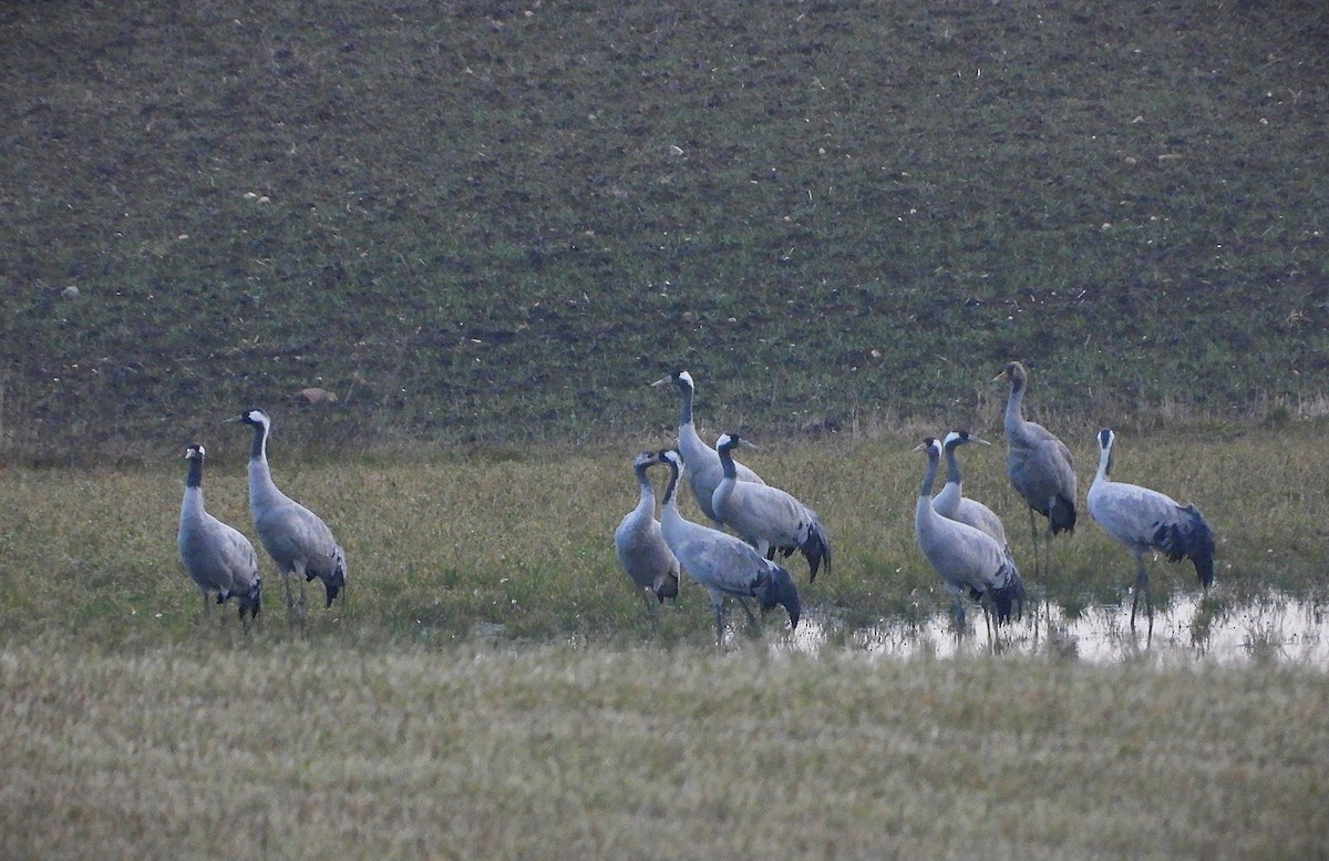 クロヅル - ML646627195